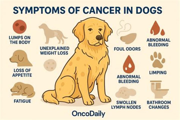 Cancerous Skin Tags on Dogs: Understanding, Identifying, and Treating the Condition