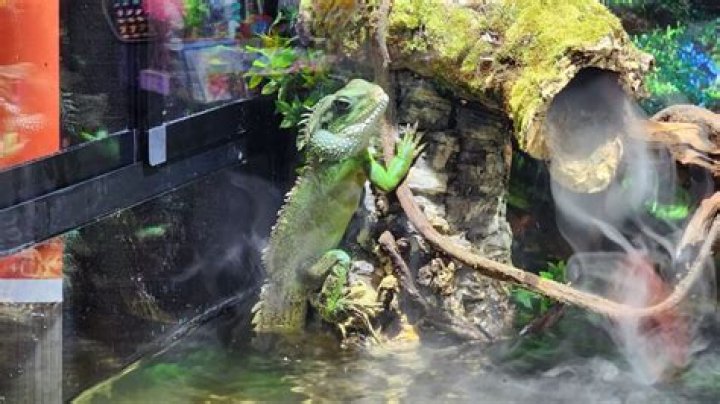 Chinese Water Dragon: A Comprehensive Guide to Care, Behavior, and More