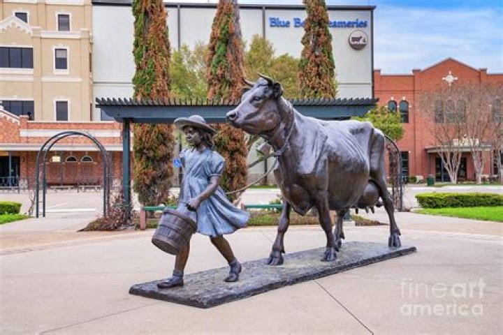 Discover the Enchanting Beauty of Bluebell Brenham Texas