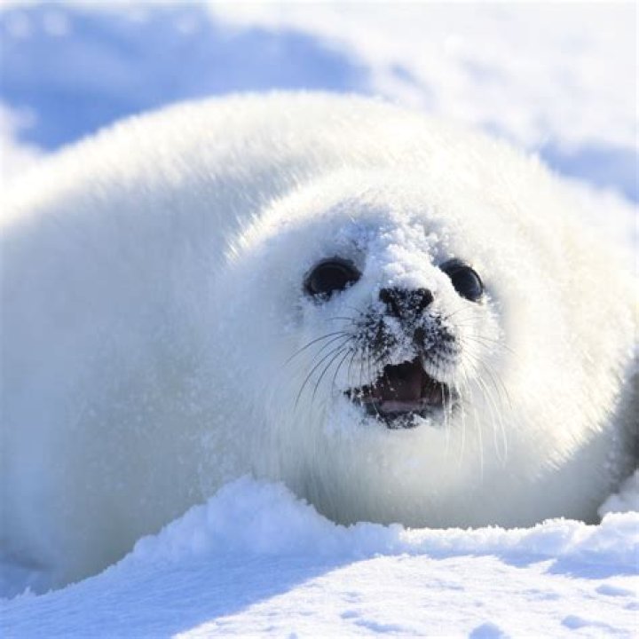 Discover the Fascinating World of Seals: What is a Seal in French and Beyond