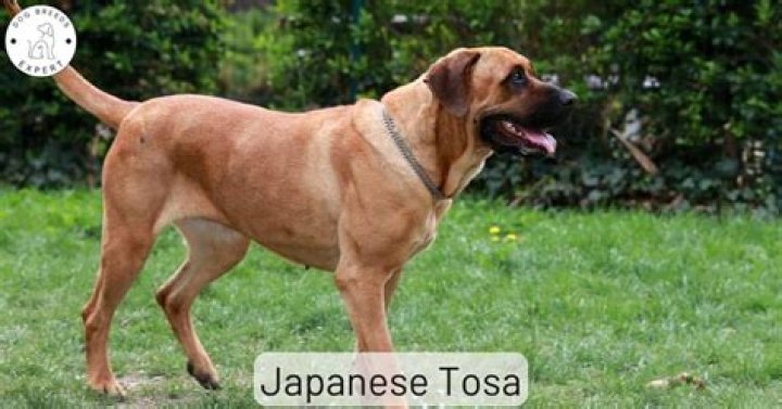 Discover the Majestic Japanese Dog Tosa: A Comprehensive Guide