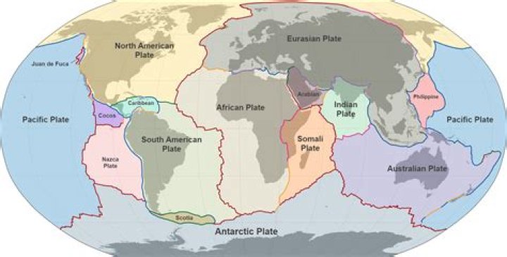 Discover the Mysteries of the North American Pinequid