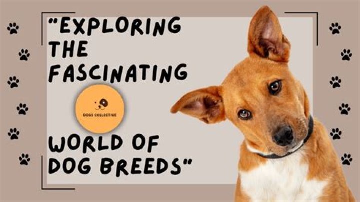 Exploring the Fascinating World of Dog Breeds