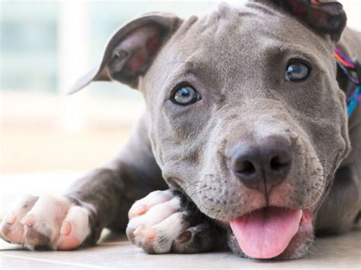 How Much Are Blue Nose Pitbulls Worth? Unveiling the True Value