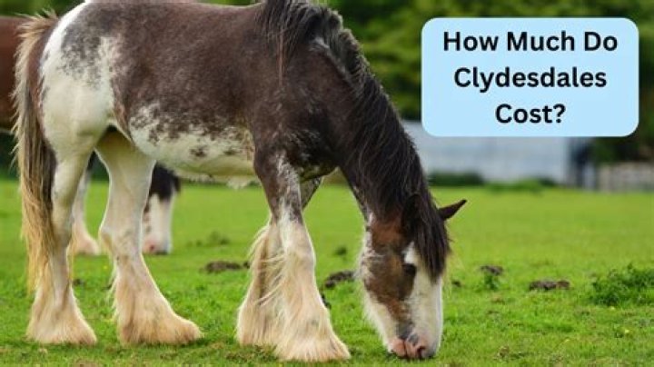 How Much Does a Clydesdale Horse Cost? A Comprehensive Guide for Enthusiasts