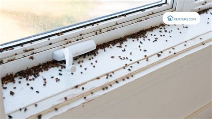 How to Prevent Ladybugs from Getting Inside: Comprehensive Guide for Homeowners
