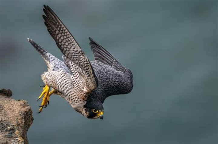 Hunting Diving Peregrine Falcon: The Ultimate Guide to Understanding the World's Fastest Bird