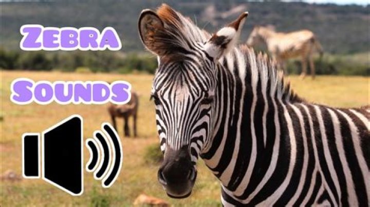 Noise Zebra Makes: Exploring the Unique Sounds of These Striped Wonders