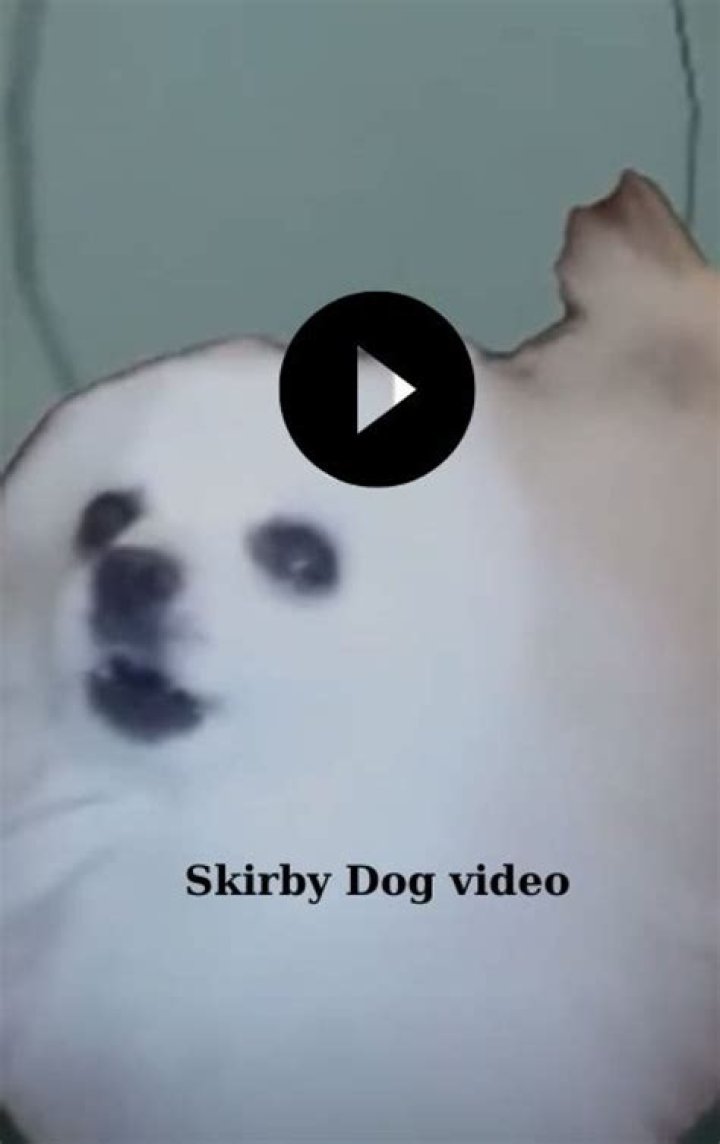 Skirby Dog: The Ultimate Guide to Understanding and Caring for This Adorable Companion