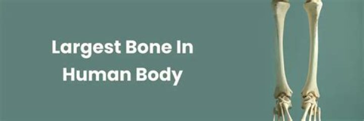 The Largest Bone in Your Body: Understanding Its Role and Importance