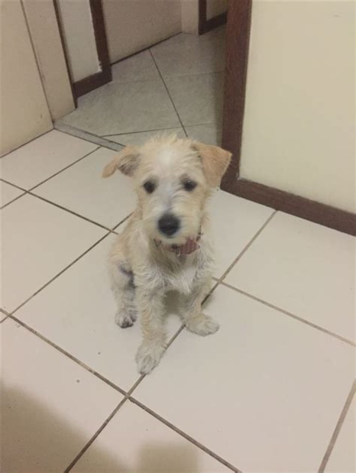 Unleashing the Secrets of Dogxxxxxxx: A Canine Companion Like No Other