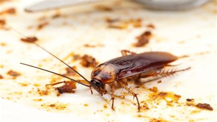 What is the Best Roach Killer on the Market? Discover the Ultimate Solutions