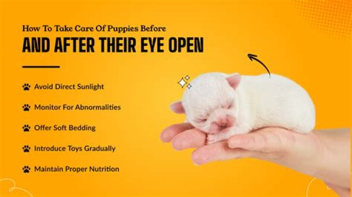 When Do Newborn Puppies Eyes Open: A Comprehensive Guide for Puppy Owners